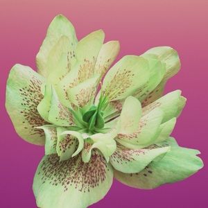 Meet your Posher, Jenella